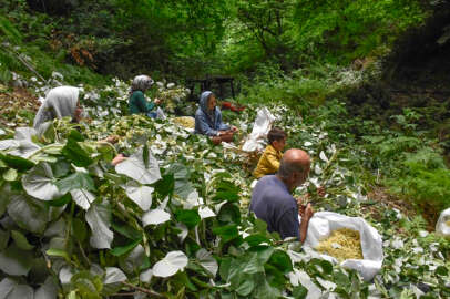 Bursa'daki ıhlamur ormanlarında hasat başladı