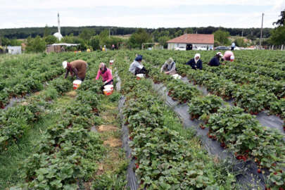 Babası felç olunca yıllarca atıl kalan araziyi çilekle buluşturdu