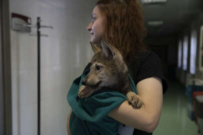 Yaralı bulunan 4 kurt yavrusu, özel bakımla hayata tutundu