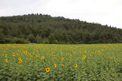 Mudanya'da ayçiçekler hasada hazırlanıyor