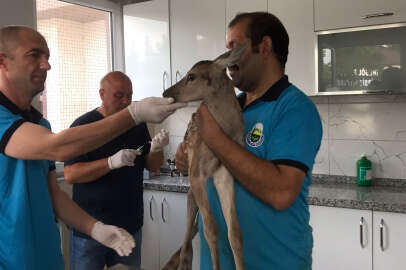 Bursa'da yaralı bulunan ceylan yavrusu tedaviye alındı