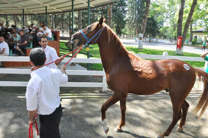 TİGEM 50 tayın satışından 3 milyon 686 bin lira gelir elde etti