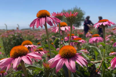 Bursalı çiftçi kadınlar ekinezya yetiştirerek birlikte kazanıyor