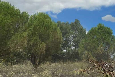 Ormanlık alanlara girişler 31 Ağustos'a kadar yasaklandı