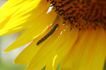 Tarım ve Orman Bakanlığından 'çayır tırtılıyla mücadele' talimatı