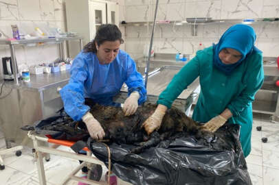 Kestel'de zifte yapışan 4 köpek kurtarıldı, 3'ü telef oldu