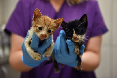 Bursa'da zifte bulanan iki kedi yavrusunu belediye ekipleri kurtardı