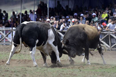 Kocayayla boğa güreşi festivali ile şenlendi