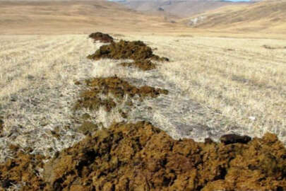 'Sağlıklı gıda ve yüksek verim için hayvansal gübre kullanılmalı'