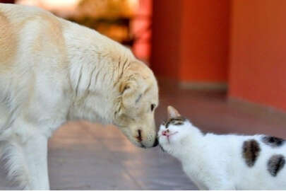 İnegöl'de 'Kedi ve Köpek Güzellik Yarışması' düzenlenecek