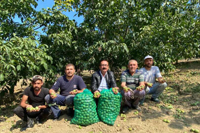 İnegöl'ün ceviz üretim merkezinde rekolte iki katına çıktı