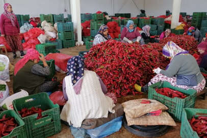 Bursa'dan Hollanda'ya 'Kulaca biber salçası' sevkiyatı kasımda başlayacak