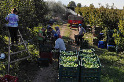 İnegöl'de ihracatı yapılan yeşil elmanın hasadı başladı