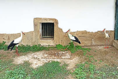 Göç dönemine kadar iyileşemeyen leylekler kışı Bursa'da geçirecek