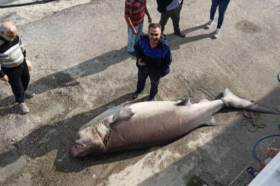 Görenler şaşırdı kaldı; Mudanya'da ağlara büyük köpek balığı takıldı