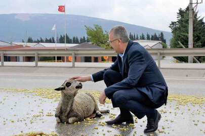 Bursa'da tırın çaptığı koyun tedavi altına alındı