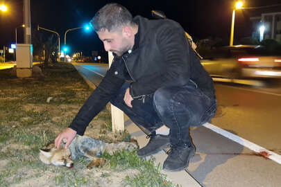 Bursa'da yol kenarında yaralı bulunan tilki tedaviye alındı
