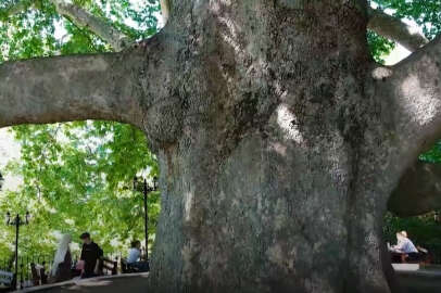 Türkiye'nin 620 yıllık en büyük çınarı; İnkaya