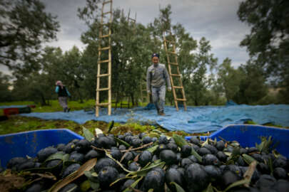 Marmarabirlik zeytin alım fiyatlarını artırdı