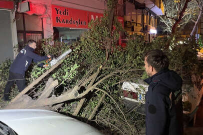 Lodos nedeniyle devrilen ağacın altında kalan otomobil hasar gördü