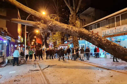 İznik'te çınar iş yerlerinin üzerine devrildi