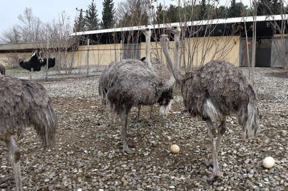 Bursa Uludağ Üniversitesi'ndeki deve kuşları erken yumurtladı