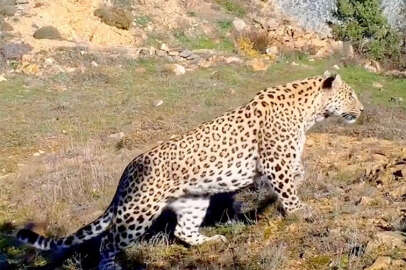 Anadolu leoparı iki ayrı bölgede yeniden görüntülendi