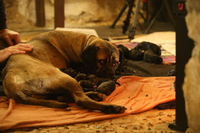 'Cane Corso' cinsi köpek 14 yavru doğurdu