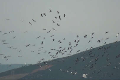 Afrika'dan Avrupa'ya göç eden ak pelikanlar Karacabey'de