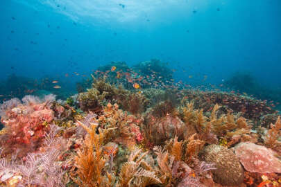 Mercanlar tamamen yok olma tehlikesiyle karşı karşıya