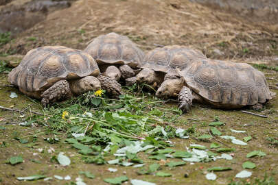 Kaplumbağalara Hayvanat Bahçesi'nde Dünya Kaplumbağa Günü kutlaması!