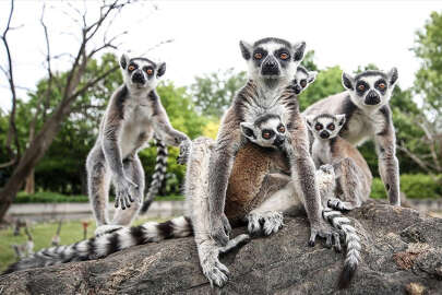 Bursa Hayvanat Bahçesi, Madagaskarlı 48 lemurun yaşam alanı oldu