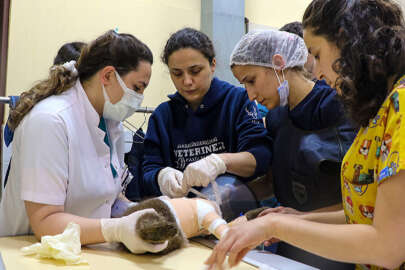 Yaralı bulunan ayı yavrusu ameliyat edildi
