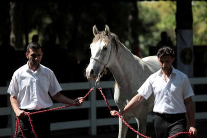 TİGEM, 46 tay satarak 10 milyon 480 bin lira gelir elde etti