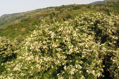 Yağışlar Bursa'daki ıhlamur ormanlarında hasadı geciktirdi