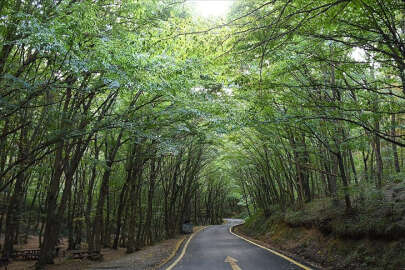 Orman alanlarına girişler 31 Ekim'e kadar yasaklandı