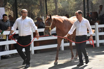 TİGEM'de yetiştirilen 42 tay ihaleyle satıldı