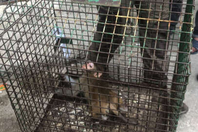 Kaçan makak maymunu sığındığı evde yakalandı