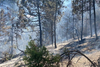 Yenişehir'de çıkan orman yangını söndürüldü