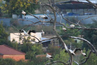 Bursa'nın aylak leylekleri!