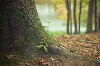 Dünya bir yıllık doğal kaynağını 214 günde tüketti