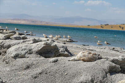 Aşırı sıcaklar ve kuraklık martı ölümlerini artırdı