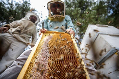 Kuraklıktan etkilenen arılar için 'kovana bir kap su' önerisi