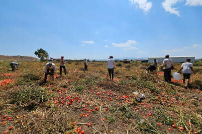 Mevsimlik tarım işçileri: Okul bahçesinde değil tarla sıcağında
