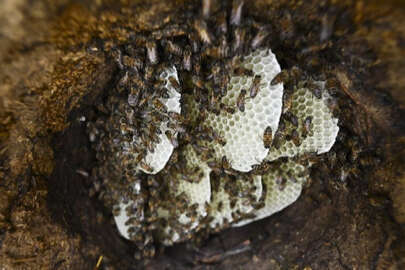 Küresel iklim değişikliğinin arıcılık üzerine etkileri tespit edilecek