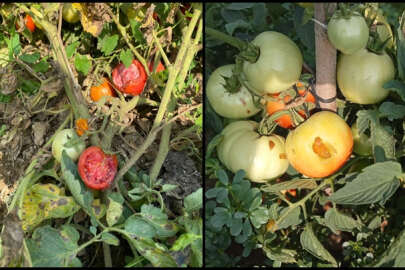 Yenişehir'de tarla fareleri tarım alanlarında zarara neden oldu