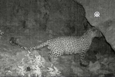 Anadolu leoparının yayılışı Akdeniz ve Ege Bölgesi'nde izleniyor