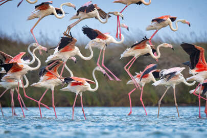 Venedik'ten havalanan flamingolar Karacabey'e gelmeye başladı