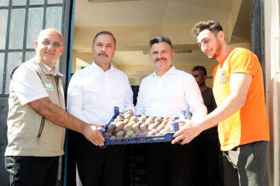 Bursa'da siyah incir rekoltesinde beklenti 36 bin ton