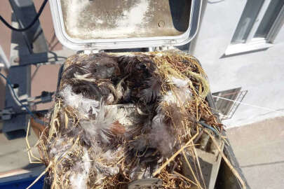 Sokak lambasındaki kuş yuvasını bozmadan aydınlatma işini çözdüler